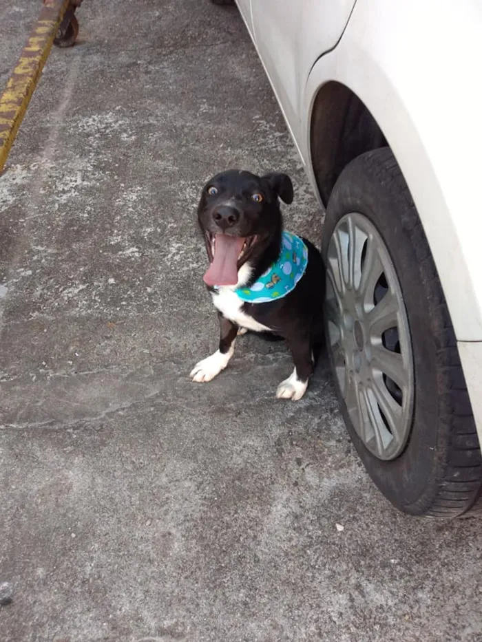 Cachorro ra a SRD idade 2 a 6 meses nome Spike