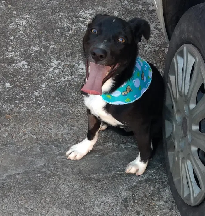 Cachorro ra a SRD idade 2 a 6 meses nome Spike