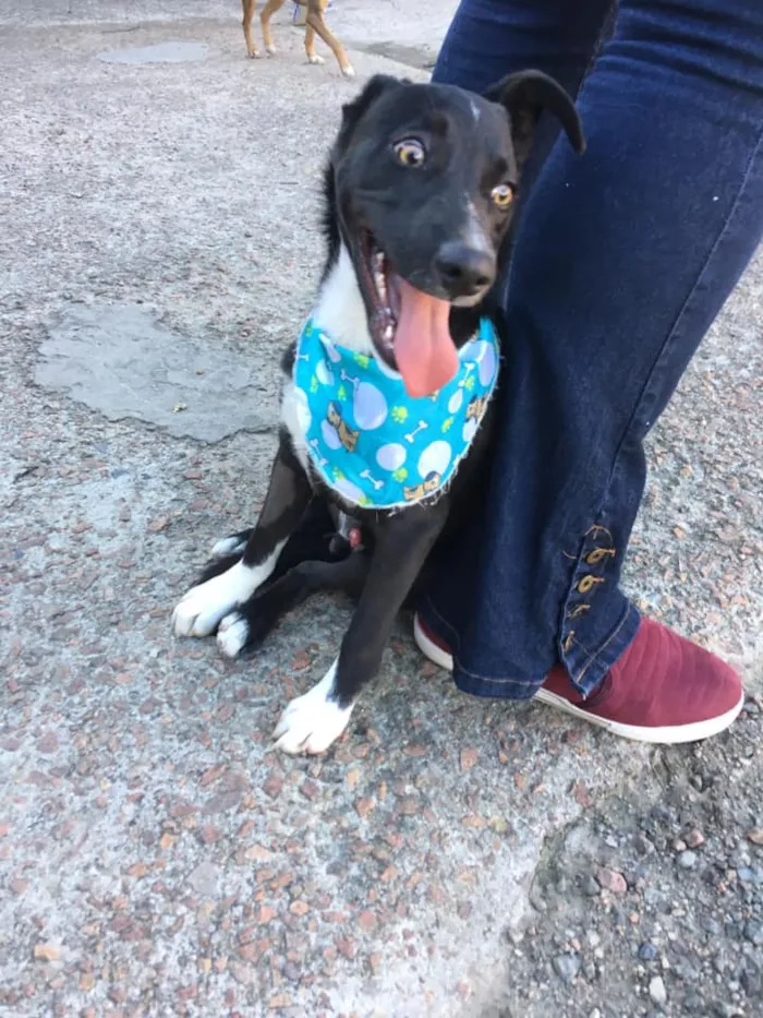 Cachorro ra a SRD idade 2 a 6 meses nome Spike