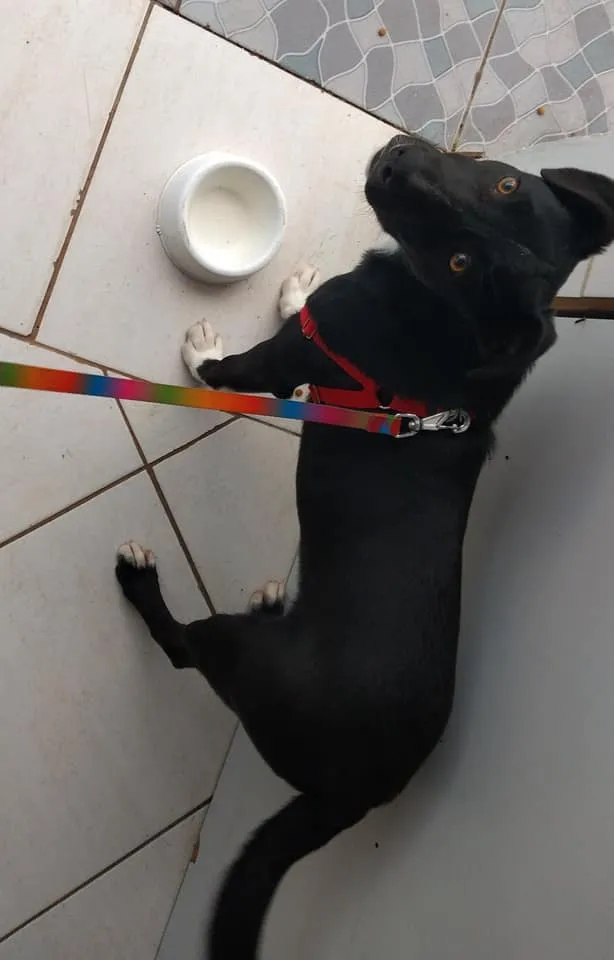 Cachorro ra a SRD idade 2 a 6 meses nome Spike