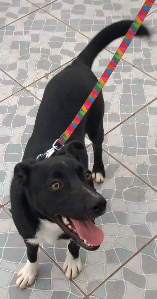 Cachorro ra a SRD idade 2 a 6 meses nome Spike