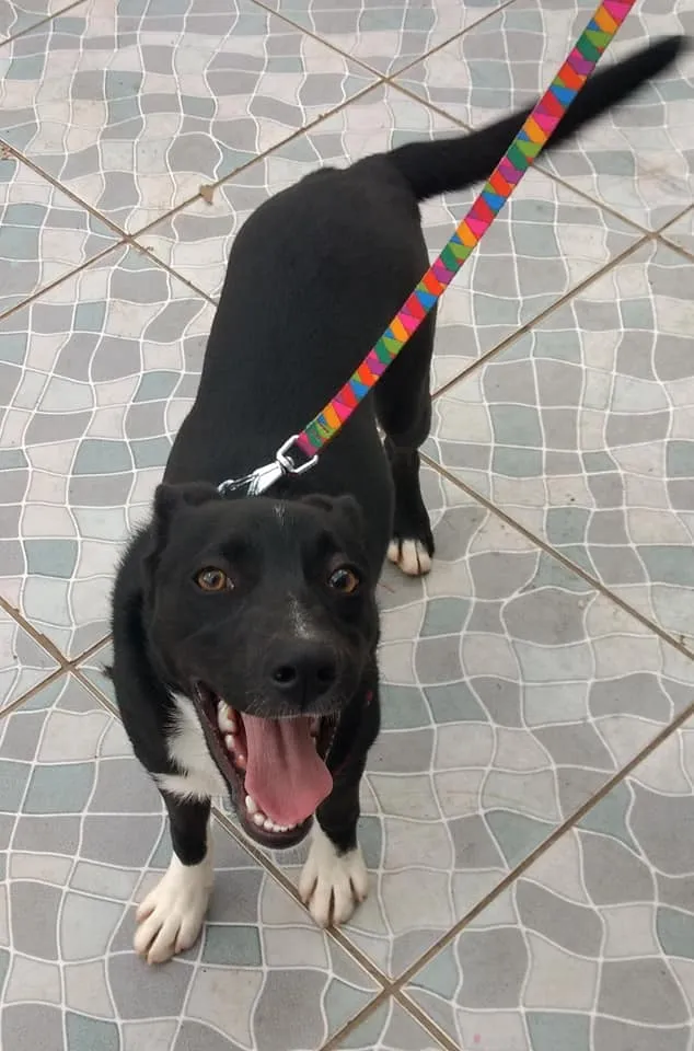 Cachorro ra a SRD idade 2 a 6 meses nome Spike