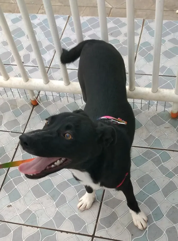 Cachorro ra a SRD idade 2 a 6 meses nome Spike
