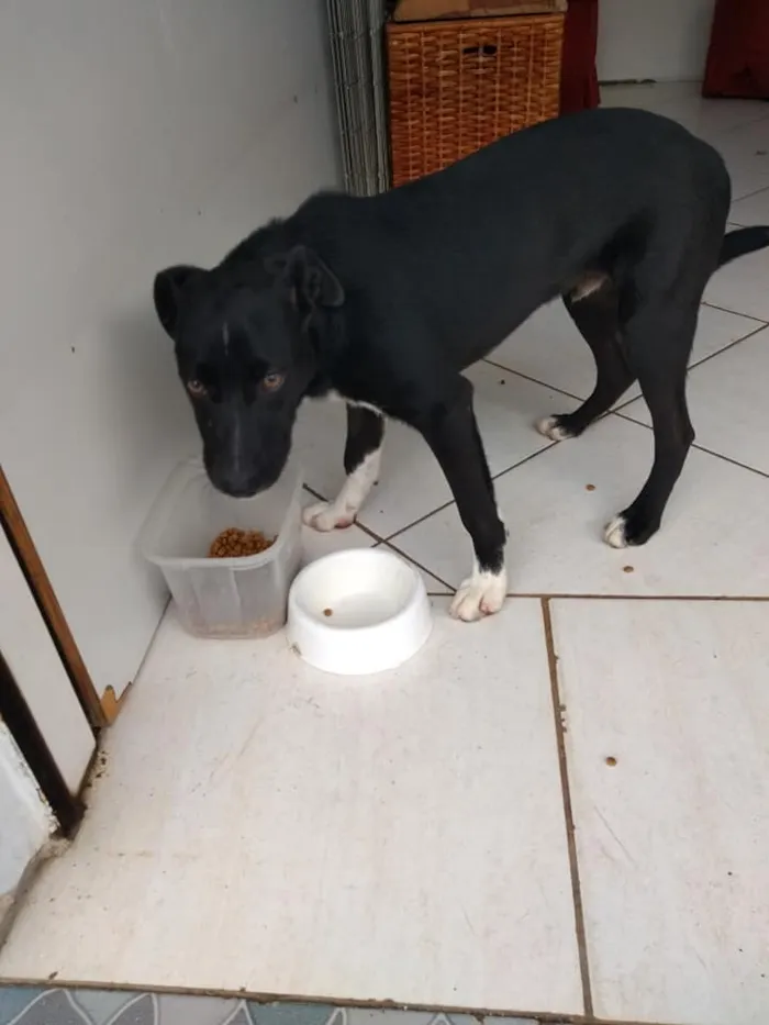 Cachorro ra a SRD idade 2 a 6 meses nome Spike
