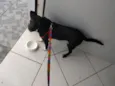 Spike