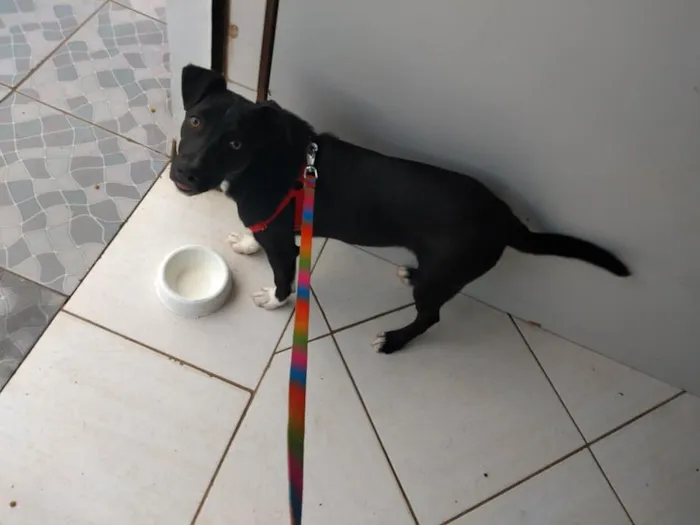 Cachorro ra a SRD idade 2 a 6 meses nome Spike