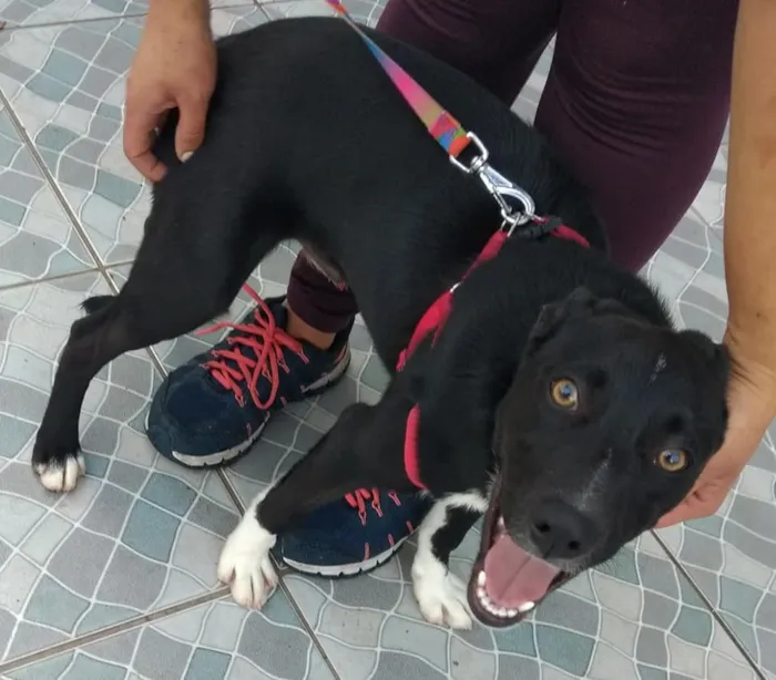 Cachorro ra a SRD idade 2 a 6 meses nome Spike