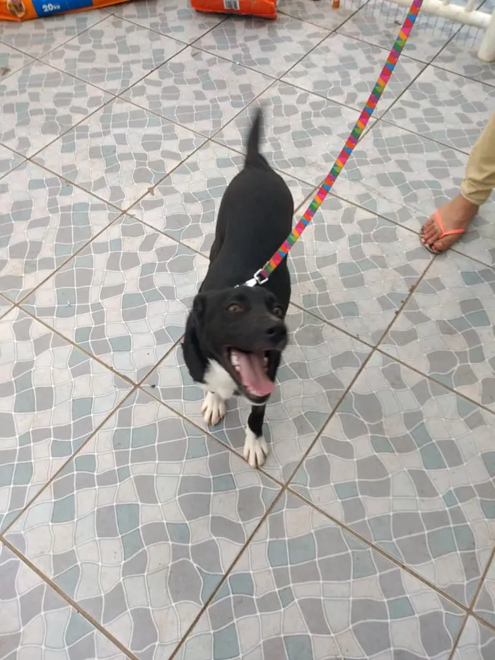 Cachorro ra a SRD idade 2 a 6 meses nome Spike