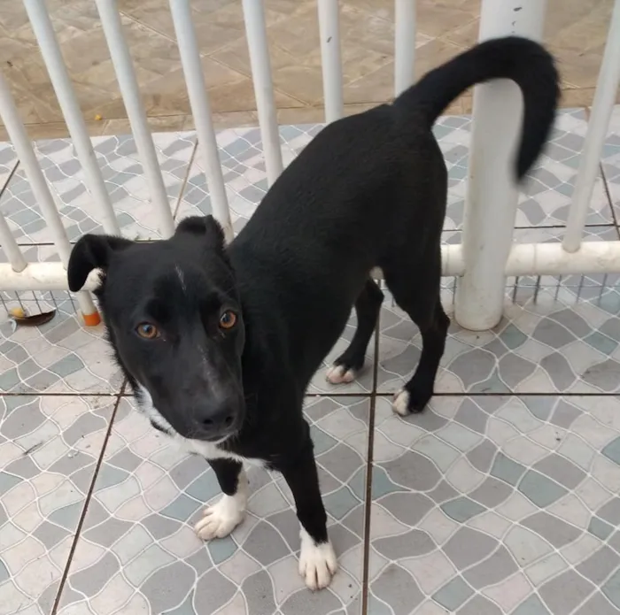 Cachorro ra a SRD idade 2 a 6 meses nome Spike