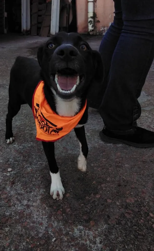 Cachorro ra a SRD idade 2 a 6 meses nome Spike