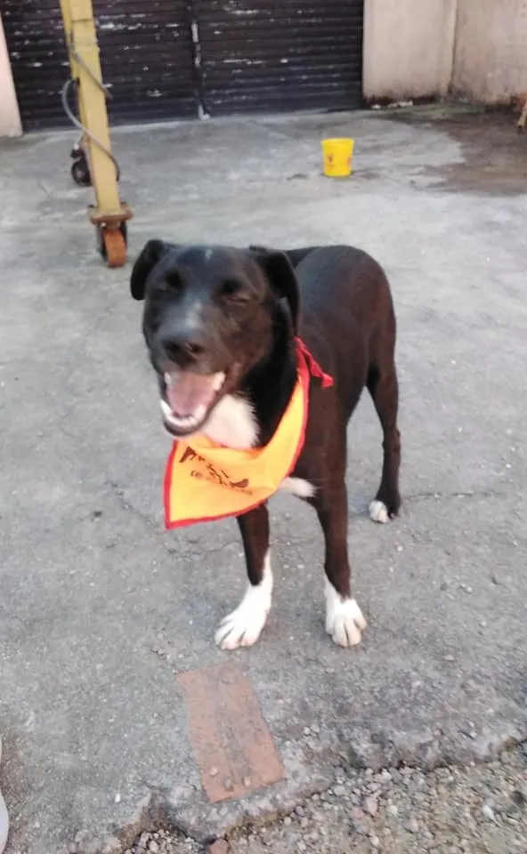 Cachorro ra a SRD idade 2 a 6 meses nome Spike