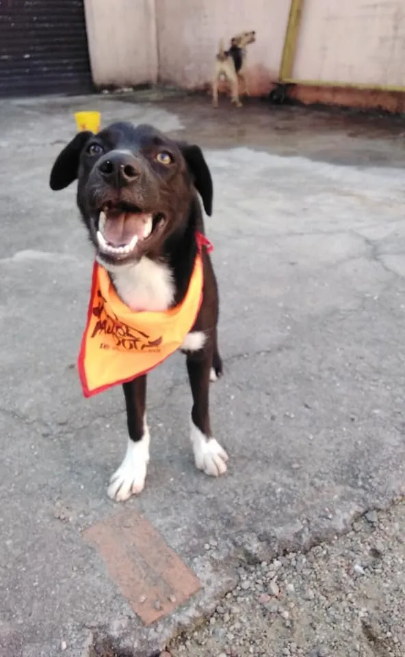 Cachorro ra a SRD idade 2 a 6 meses nome Spike