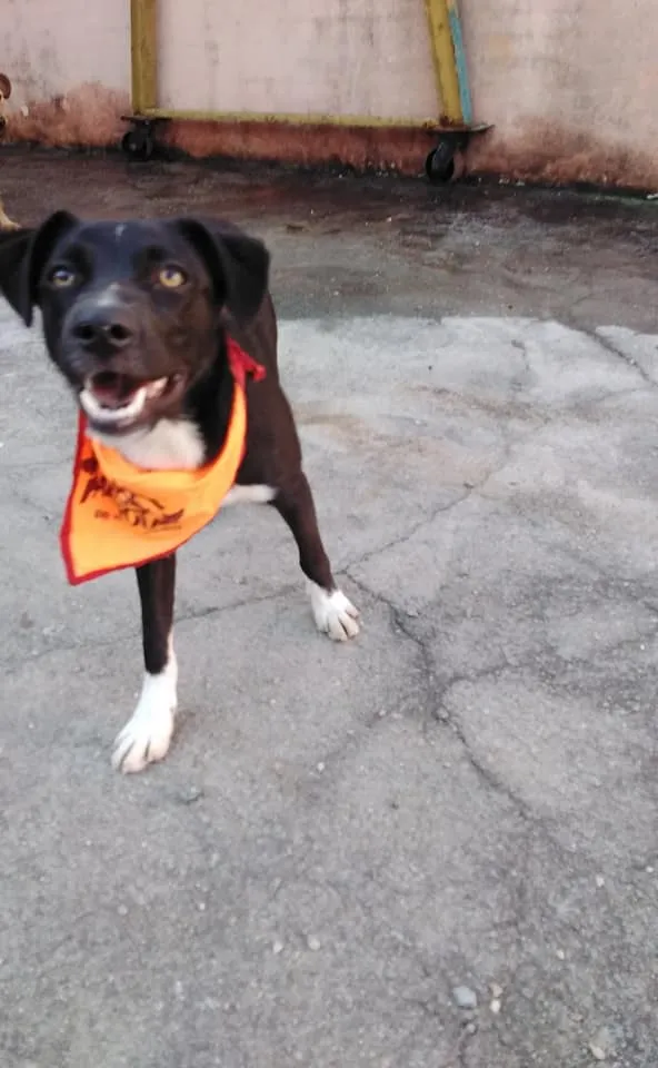 Cachorro ra a SRD idade 2 a 6 meses nome Spike