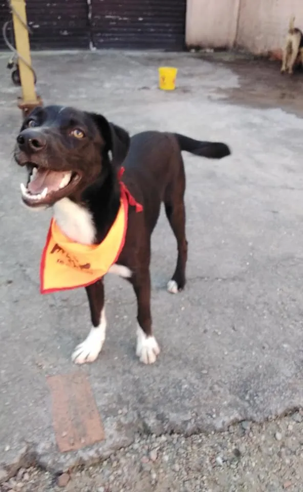 Cachorro ra a SRD idade 2 a 6 meses nome Spike