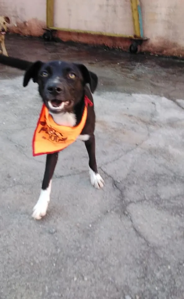Cachorro ra a SRD idade 2 a 6 meses nome Spike