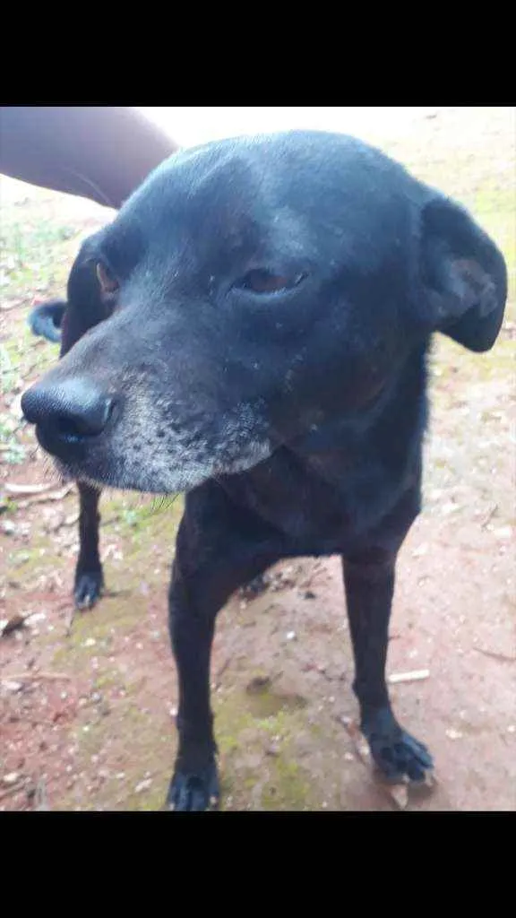 Cachorro ra a Não definida  idade 3 anos nome Pituco