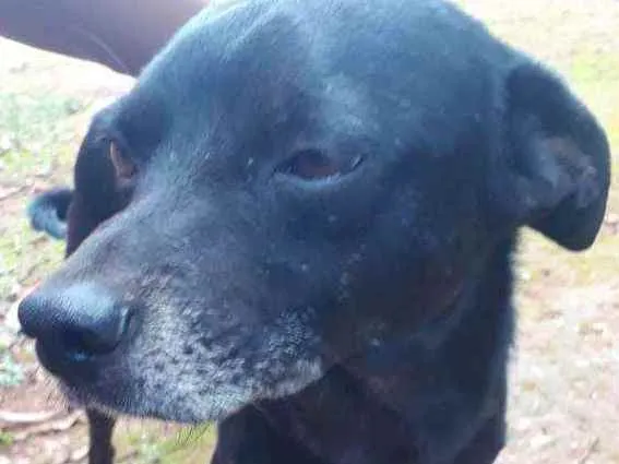 Cachorro ra a Não definida  idade 3 anos nome Pituco