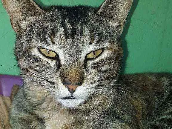 Gato ra a Não definida  idade 2 anos nome Rajada 