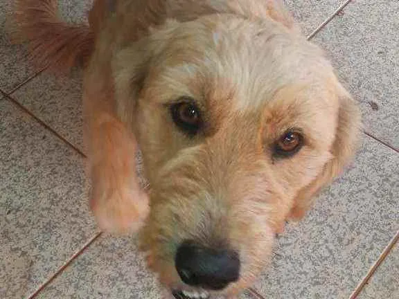 Cachorro ra a Não definida  idade 1 ano nome Luck