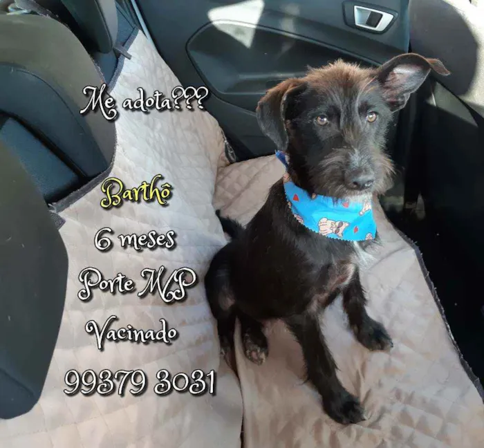 Cachorro raça SRD idade 7 a 11 meses nome Barthô 
