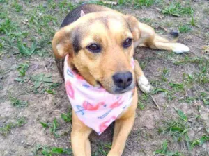 Cachorro raça  idade 1 ano nome Gabriela 