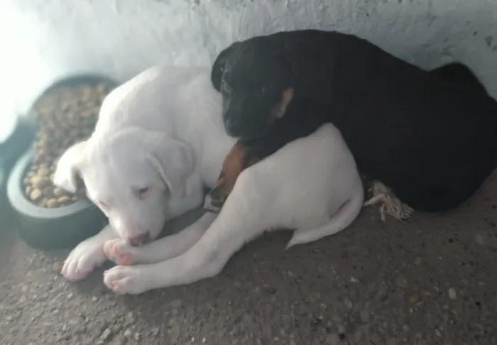 Cachorro ra a Std idade 2 a 6 meses nome Bolt