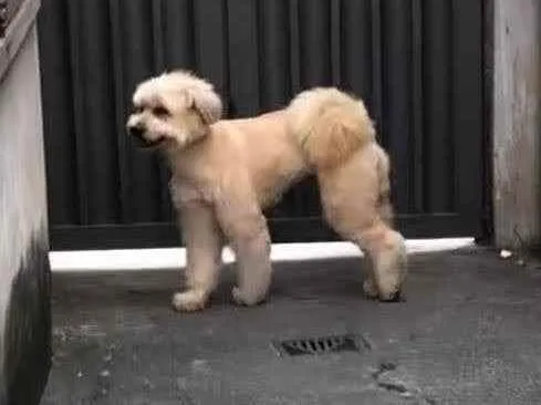 Cachorro ra a nao sei idade 1 ano nome Lua