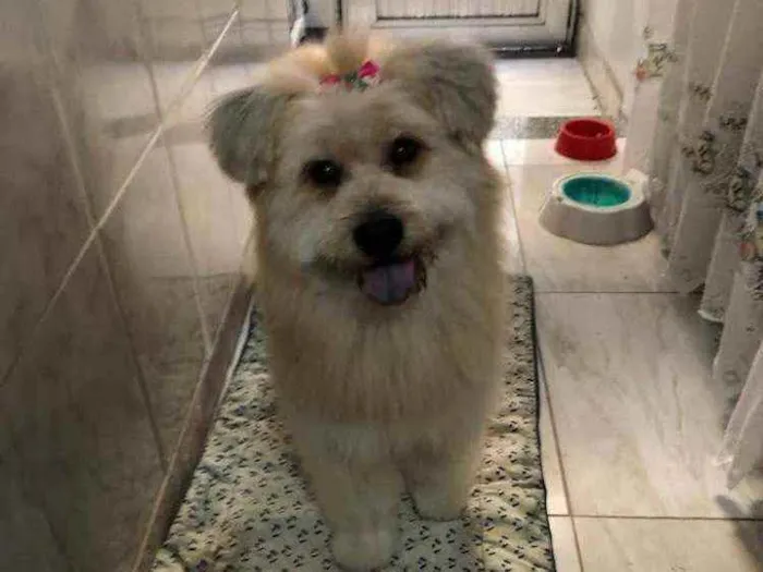 Cachorro ra a nao sei idade 1 ano nome Lua