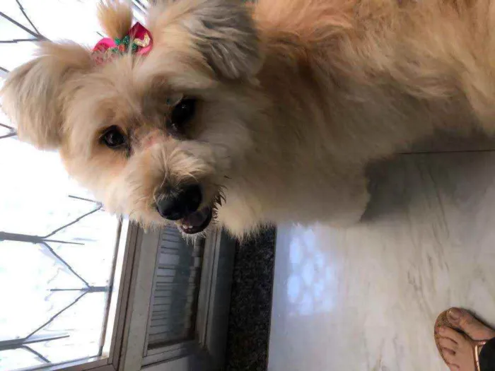 Cachorro ra a nao sei idade 1 ano nome Lua