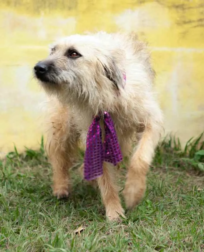 Cachorro ra a  idade 2 anos nome Esperança