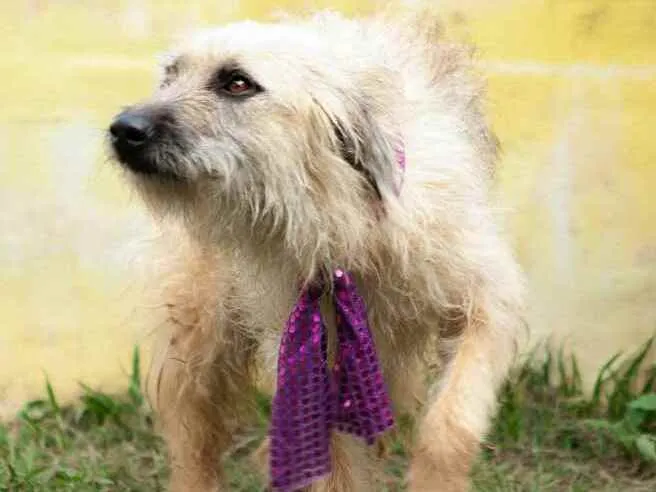 Cachorro ra a  idade 2 anos nome Esperança