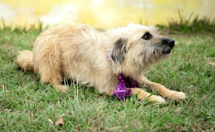 Cachorro ra a  idade 2 anos nome Esperança