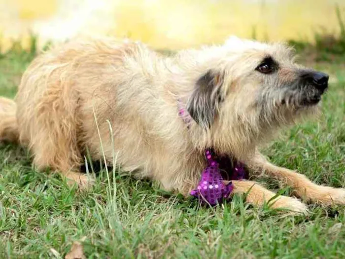 Cachorro ra a  idade 2 anos nome Esperança