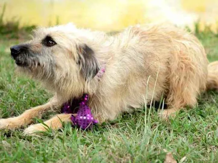 Cachorro ra a  idade 2 anos nome Esperança
