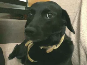 Cachorro raça  idade 6 ou mais anos nome Tainá 