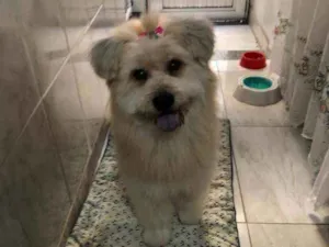 Cachorro raça nao sei idade 1 ano nome Lua