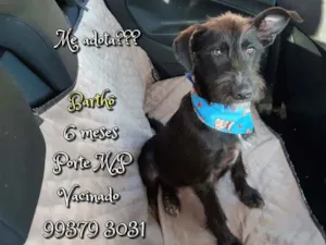 Cachorro raça SRD idade 7 a 11 meses nome Barthô 