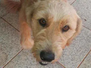 Cachorro raça Não definida  idade 1 ano nome Luck