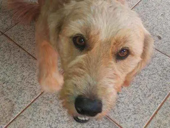 Cachorro ra a Não definida  idade 1 ano nome Luck