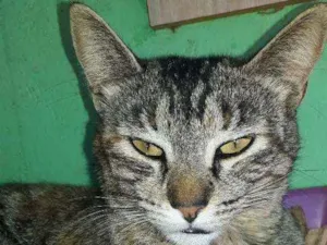 Gato raça Não definida  idade 2 anos nome Rajada 