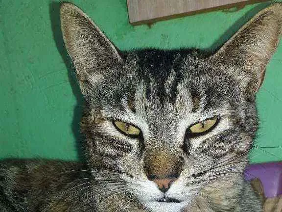 Gato ra a Não definida  idade 2 anos nome Rajada 