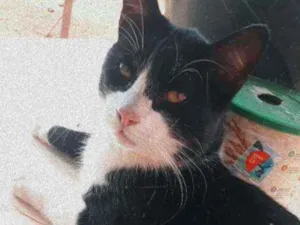 Gato raça Não definida  idade 7 a 11 meses nome Floquinho 