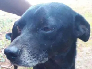 Cachorro raça Não definida  idade 3 anos nome Pituco