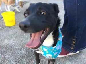 Cachorro raça SRD idade 2 a 6 meses nome Spike