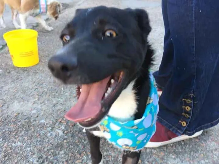 Cachorro ra a SRD idade 2 a 6 meses nome Spike