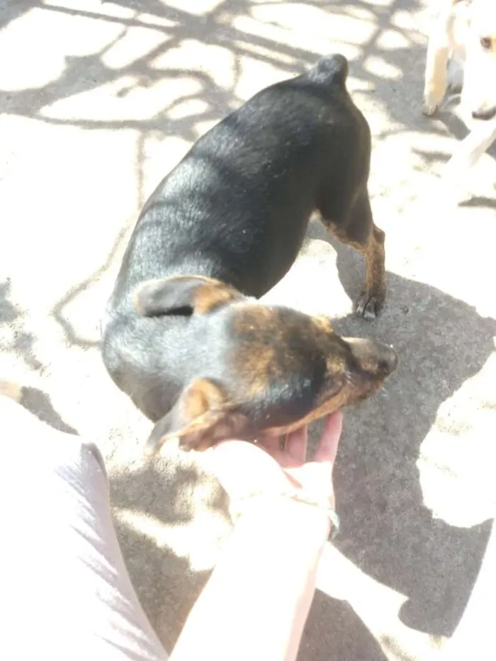 Cachorro raça srd idade 2 a 6 meses nome Cacau