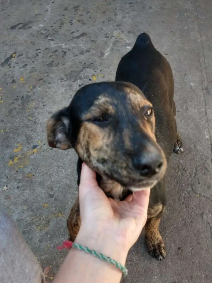 Cachorro raça srd idade 2 a 6 meses nome Cacau