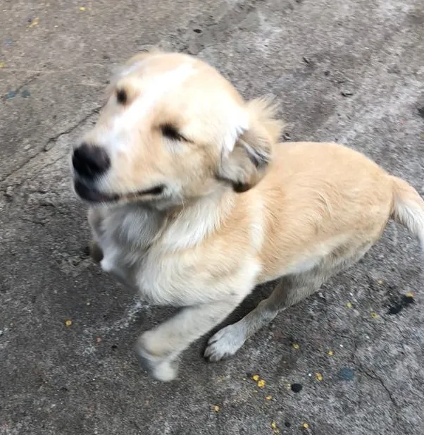 Cachorro ra a srd idade 2 a 6 meses nome Cocada