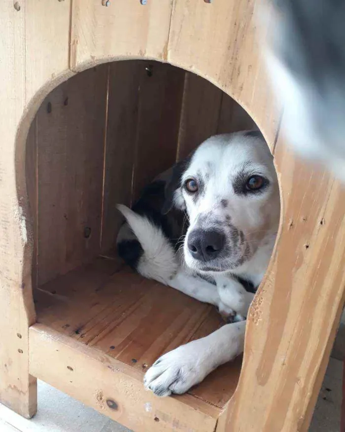 Cachorro ra a Srd idade 3 anos nome Branquinha 