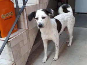 Cachorro raça Srd idade 3 anos nome Branquinha 